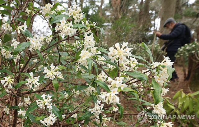 제주 곶자왈엔 백서향 향기 '가득'