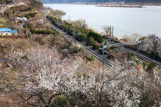 양산 원동 낙동강변 매화 '활짝'