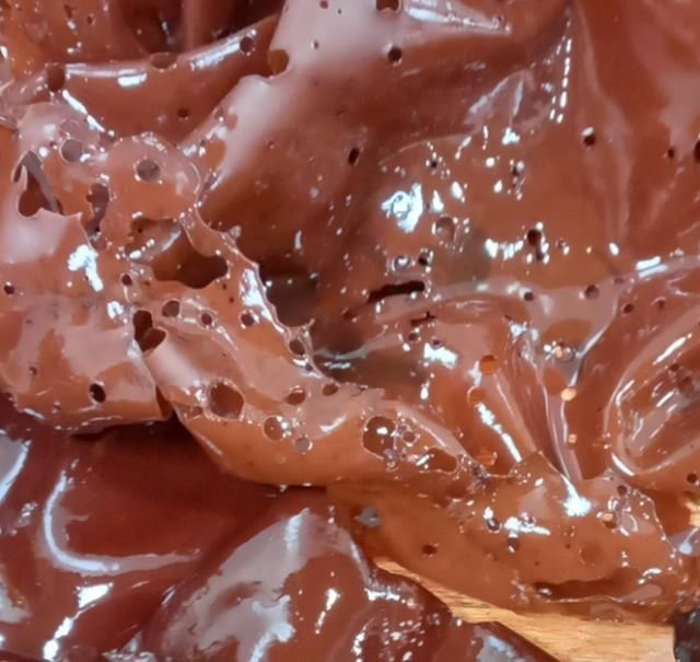 홍조류 커디에아 라코빗자에