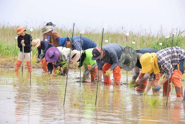 해남군 산이면 간척지 손모내기 현장