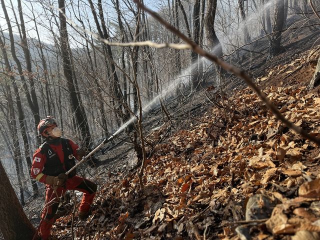 평창 산불 현장의 진화작업