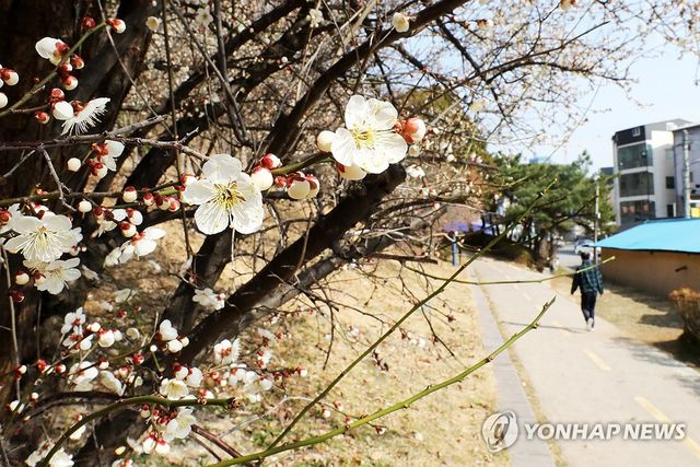 매화꽃이 활짝