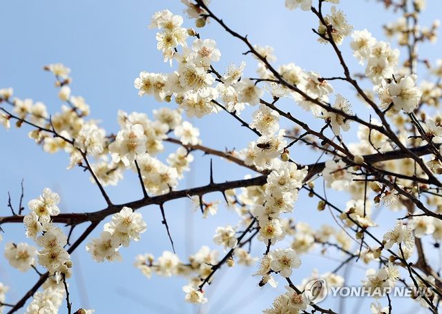 봄 하늘 수놓은 매화꽃