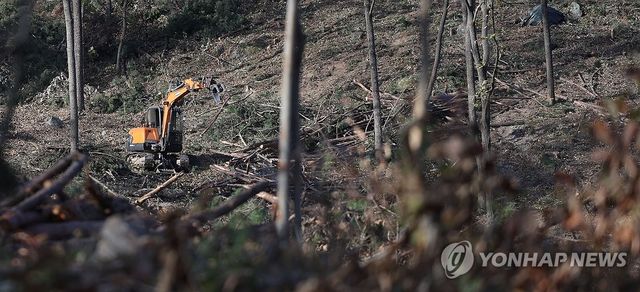 소나무재선충병 수종 전환 작업