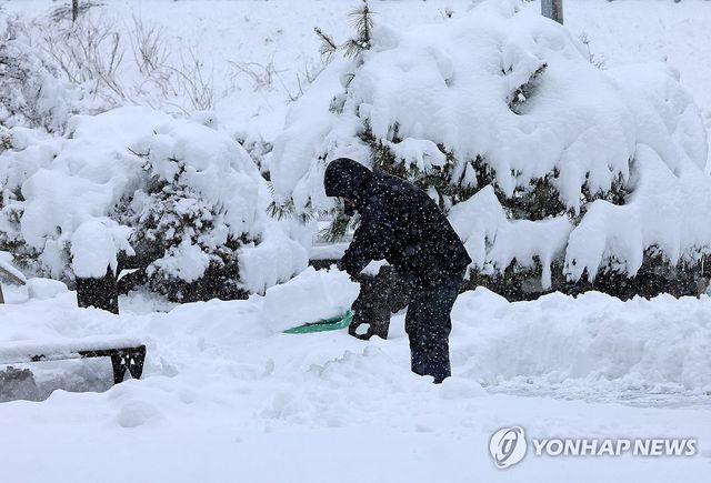 3월 대설 당시 강원 강릉에 쌓인 눈