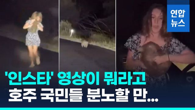 [영상] 호주서 난리난 새끼 웜뱃 영상…미 인플루언서 쫓겨날 판 - 2
