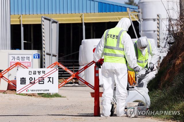 출입 통제된 구제역 발생 한우농장