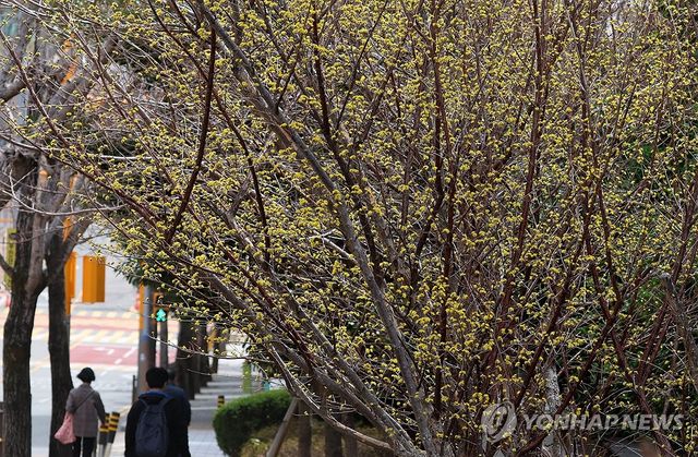 부산 산수유 만개