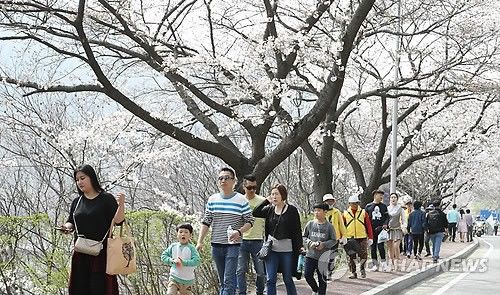 충주호 벚꽃 관람하는 시민들