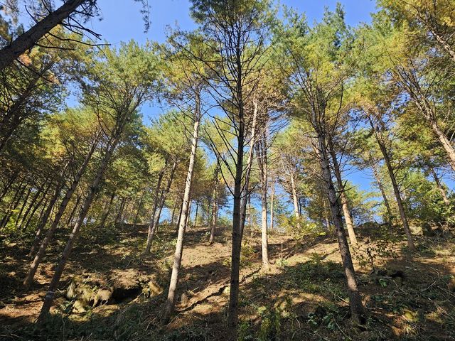 청일 선도산림경영단지