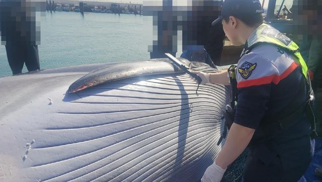 소청도 해상에서 혼획된 밍크고래