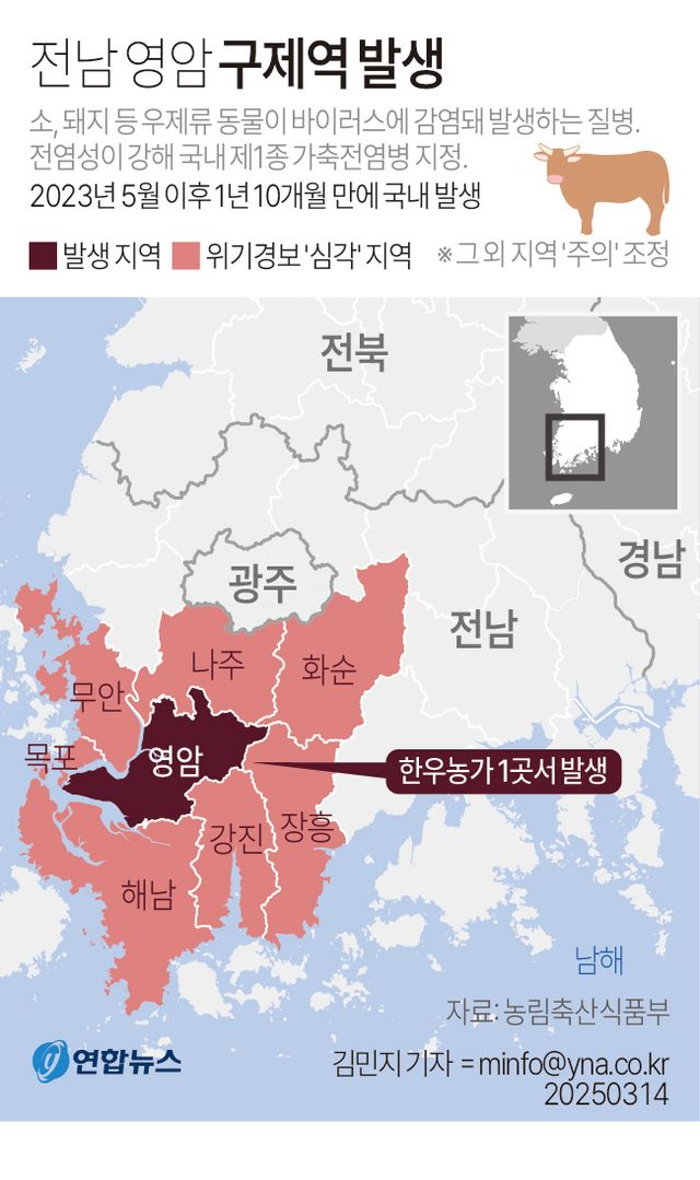국내서 2년 만에 구제역…전국서 백신 접종 시작(종합3보) - 2