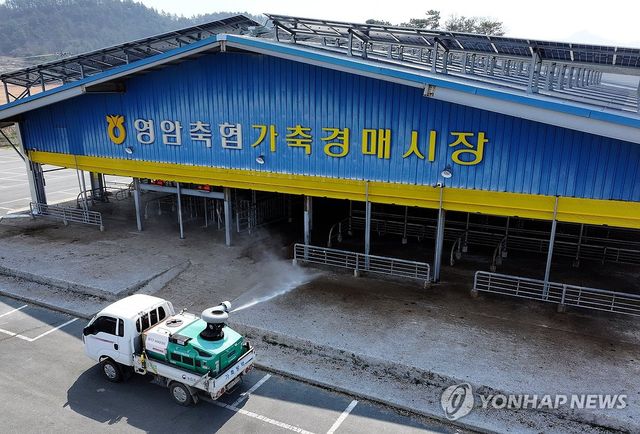 영암 우시장 방역