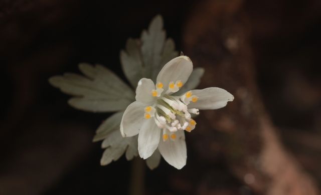 지리산 구룡계곡에 핀 너도바람꽃