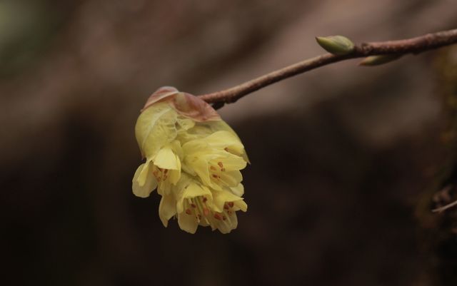 지리산 구룡계곡에 핀 히어리