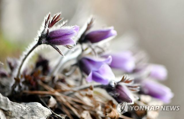 햇볕 화사한 동강의 봄