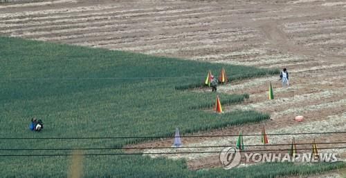 평창 고랭지채소 밭