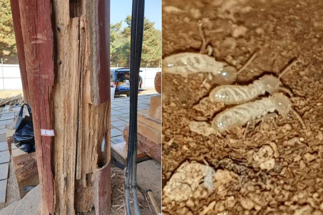 목조 문화유산 흰개미 피해 모습(왼쪽)과 흰개미 