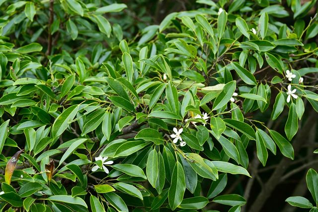 희귀식물 초령목 만개