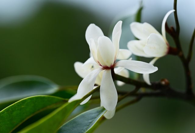 제주 자생 희귀식물 초령목 개화