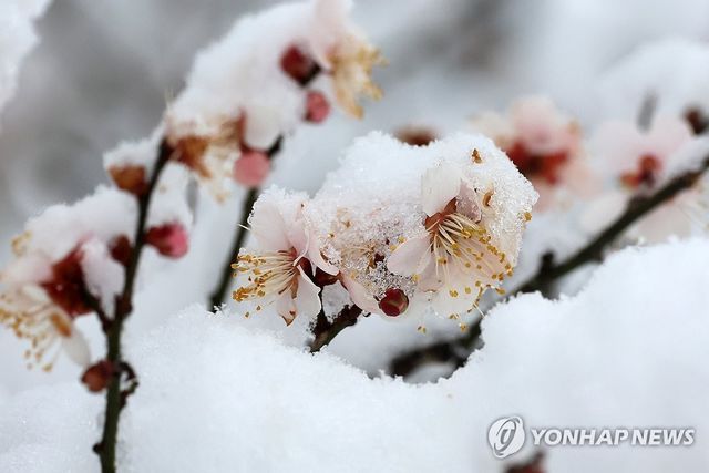 봄 시샘 폭설에 깜짝 놀란 매화