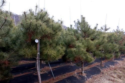 보은군이 재배하는 정이품송 자목들