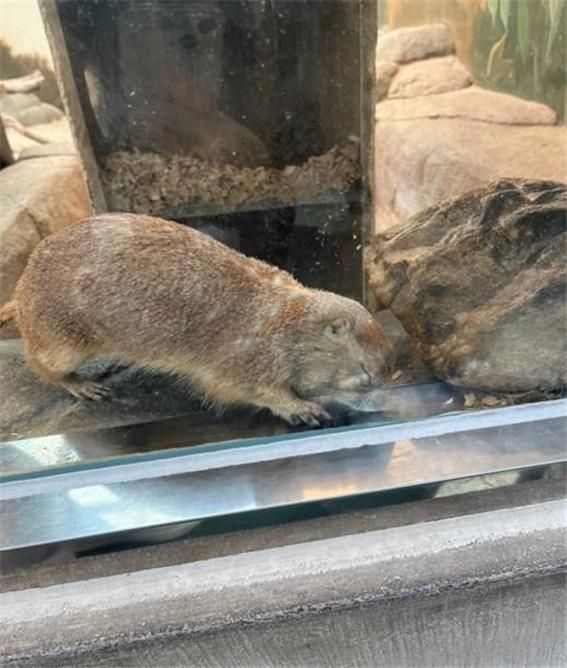 시멘트 바닥에서 땅을 파는 행동을 보이는 프레리도그