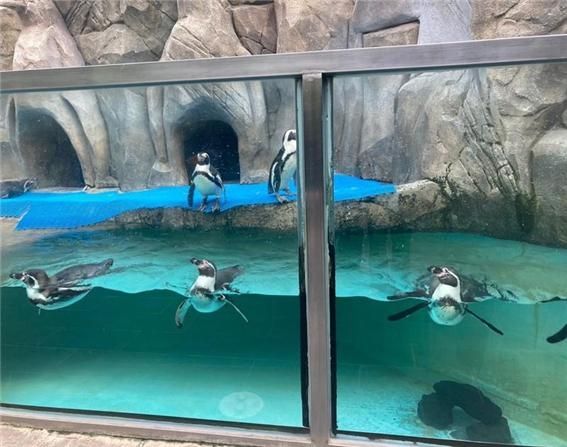 좁은 수조에 있는 훔볼트펭귄 12개체