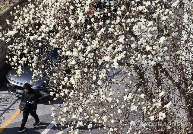 꽃샘추위 속 목련 만개
