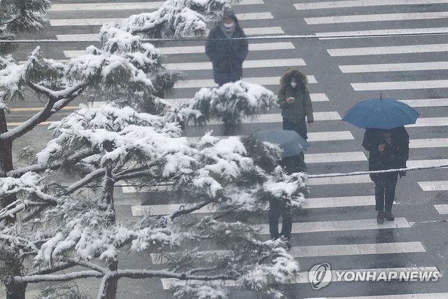 3월에 눈 쌓인 소나무 