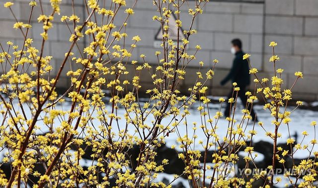 봄에 핀 산수유