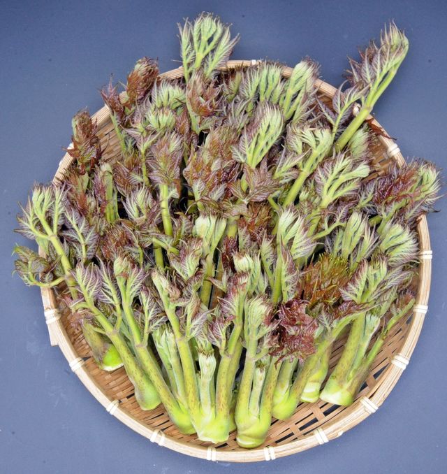 가시 없는 두릅 신품종 '서춘' 