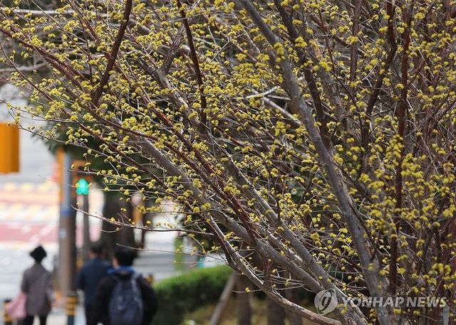 부산 산수유 만개
