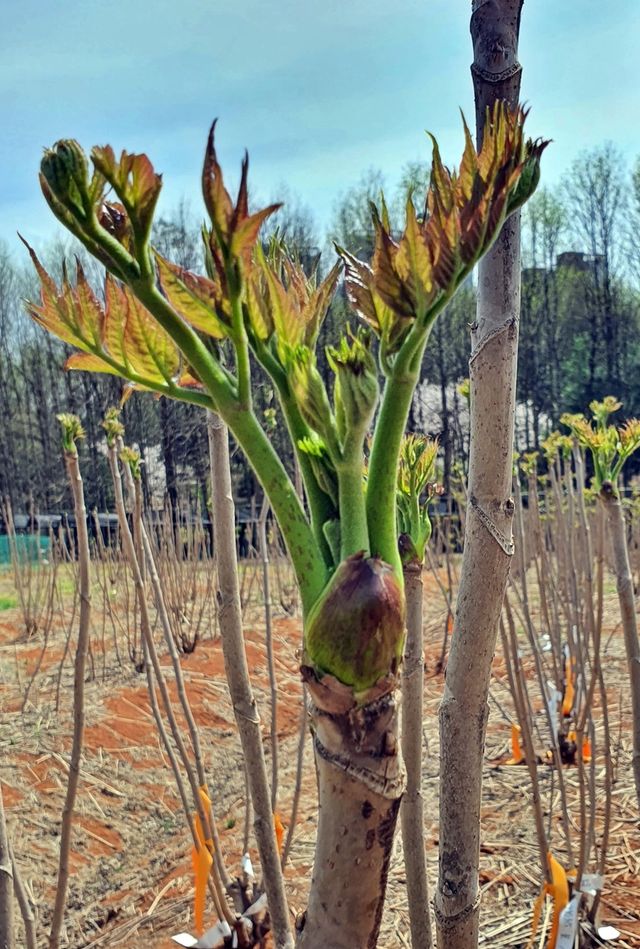 가시 없는 두릅 신품종 '서춘' 