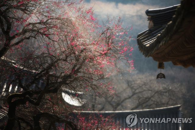 '봄의 전령' 홍매화 감싸는 한줄기 빛