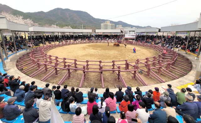 과거 창녕 소 힘겨루기대회 장면