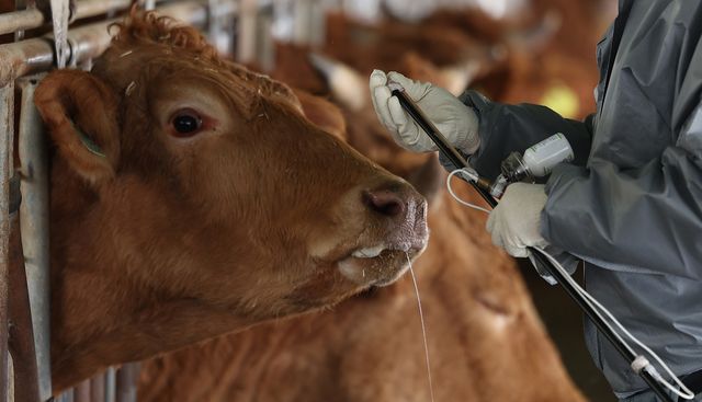 구제역 백신 접종하는 소