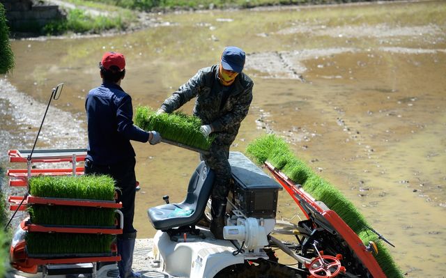 화천군 모내기 영농대행
