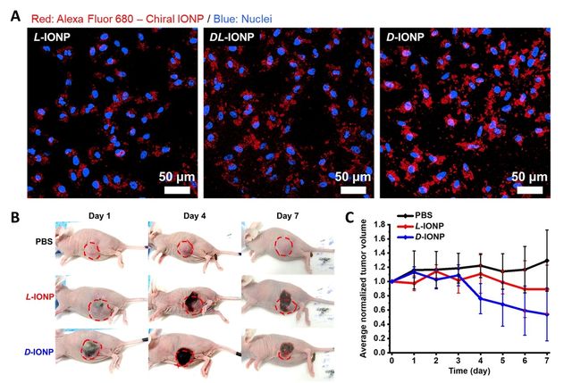 카이랄성 나노 입자를 쥐의 암세포에 주입한 모습 