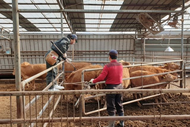 상반기 소·염소 일제 예방접종