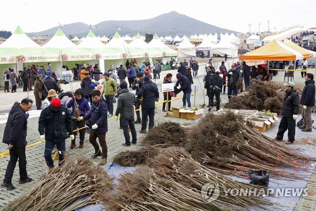 '새 봄, 새 희망의 묘목'