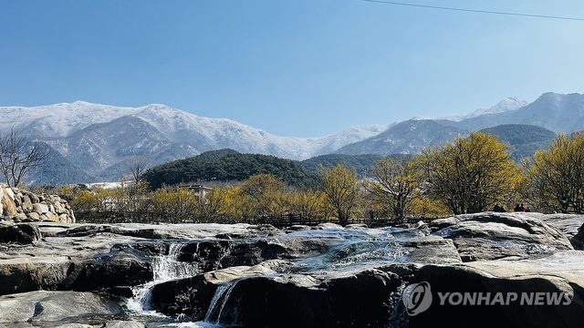 산수유꽃 뒤로 펼쳐진 겨울왕국
