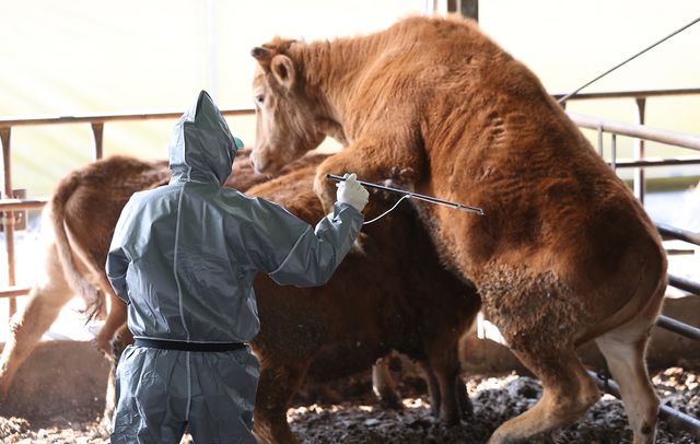 고령서 구제역 백신 긴급 접종