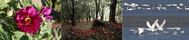 모란꽃·동백나무·고니