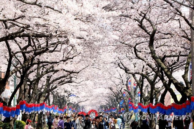 전농로 완벚꽃 축제