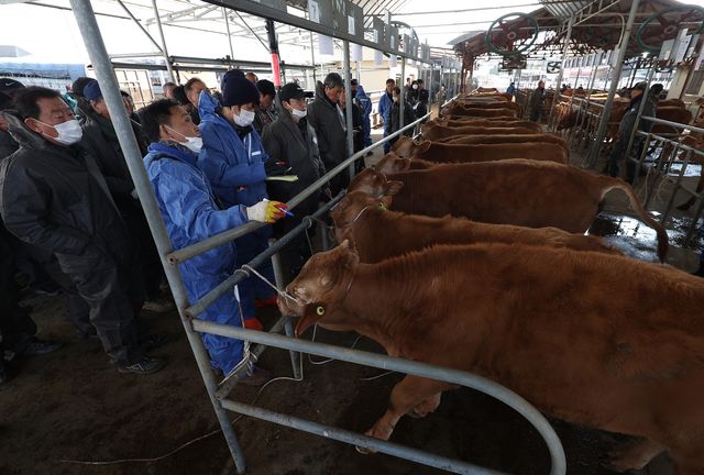 방역복 입고 진행되는 송아지 경매