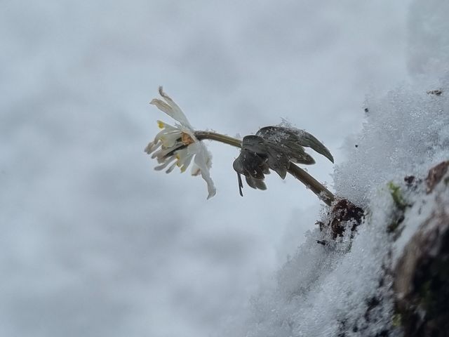 꽃망울 터트린 너도바람꽃