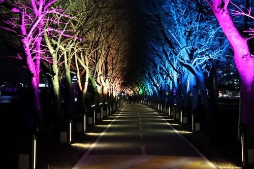 보청천 벚꽃길 경관조명