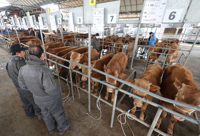 구제역 확산 긴장감 속 열린 고령 우시장