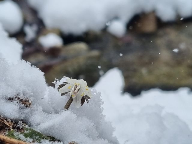 꽃망울 터트린 너도바람꽃